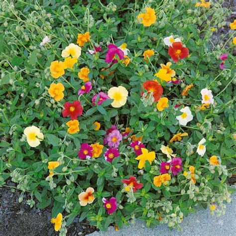 Drought Tolerant Helianthemum Rock Sun Rose Ground Cover Plant Seed