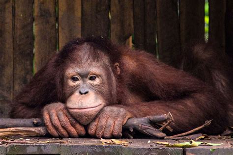 6 Endangered Rainforest Animals You Should Know About Brightly