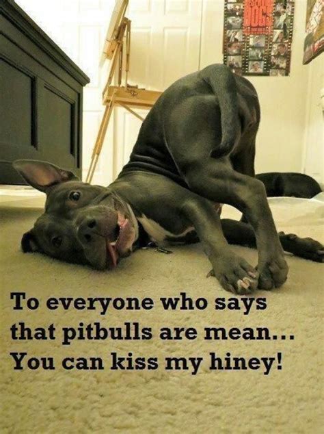 To Everyone Who Says Pitbulls Are Mean You Can Kiss My Hiney