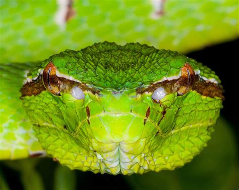 Nature And More Bornean Keeled Green Pit Viper Extreme Close Up