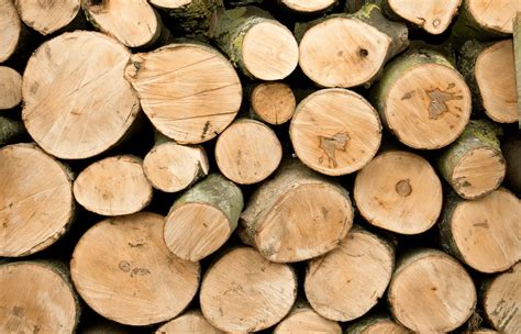 Is Crepe Myrtle Wood Good For Firewood Outdoor Barren