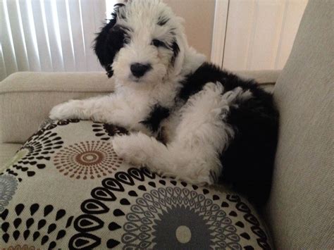 Sheepadoodle Puppy Feathers And Fleece Sheepadoodle Puppy Large Dog