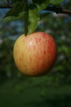 The female makes a crescent cut above each inserted egg as a means of preventing fruit cells from crushing her reproductive artistry. Buy Gala fan espalier tree Online | CRJ Fruit Trees Nursery UK