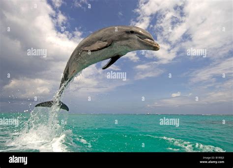Common Bottlenose Dolphin Tursiops Truncatus Adult Jumping Out Of