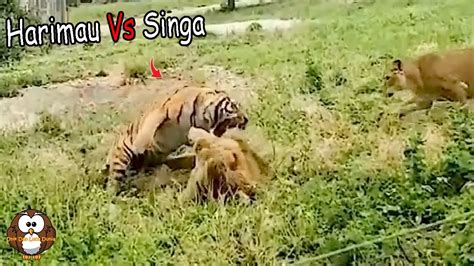 Burung elang vs macan tutul lihat juga video kami yang lain. Pertarungan Sengit Seekor Harimau dengan Singa.!! - YouTube