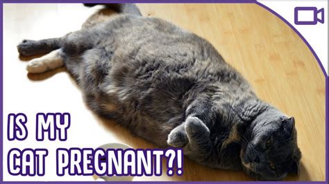 Is My Cat Pregnant Top Signs Youtube