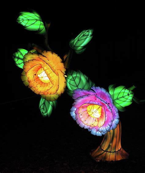 World Of Lights Flowers At Southwick Zoo Photograph By Lucio Cicuto