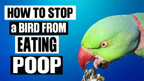 Why Do Parakeets Eat Their Poop Zoonerdy