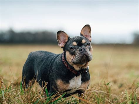 Can French Bulldogs Go On For Long Walks Mypetcarejoy