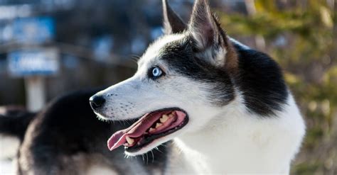 Alaskan Husky Animal Facts Canis Lupus A Z Animals