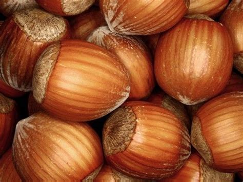 The Nutritional And Health Benefits Of Hazelnuts Hazelnut Tree Seeds