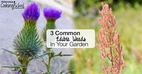 3 Common Edible Weeds That Are Yummy