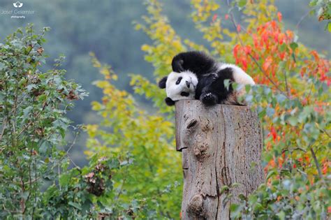 Giant Pandas 1st Autumn Josef Gelernter Flickr
