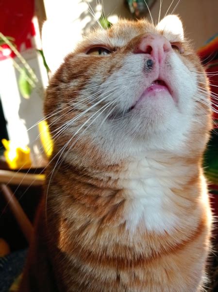 Cat With Weird Nose Scab Pic Attached Mumsnet