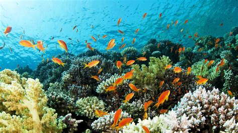 Marine Conservation Volunteer Holiday In Thailand Oyster Worldwide