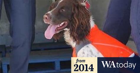 Certified on both a narcotic detector dog and explosive detector dog. WA cane toad detection dog Reggie mistreated, says ex-handler