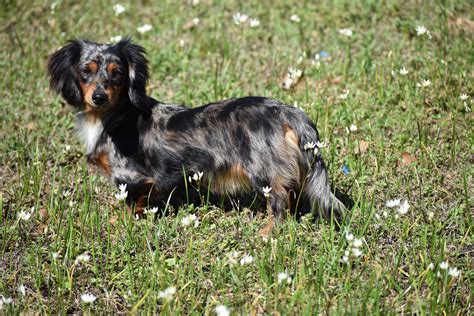 ~ welcome to darlin' dachshunds ~. Dapple Dachshund Puppies Texas