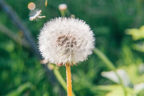 Dandelion Seeds Blowing In Wind In Summer Field Background Stock Image