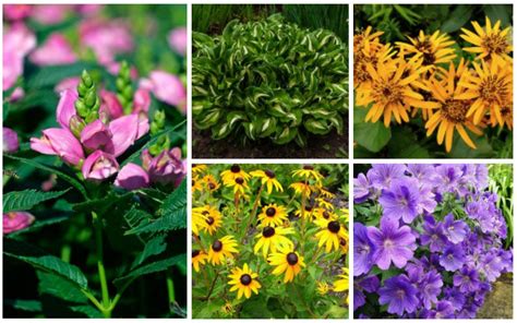 Perennials Yield Some Serious Flower Power Year After Year They