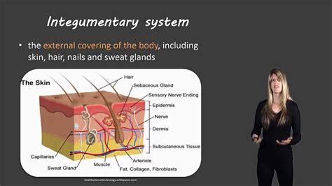 Integumentary System Youtube