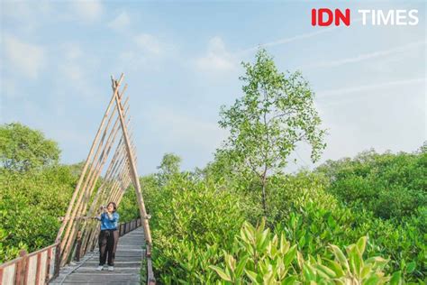 15 Potret Wisata Hutan Mangrove Surabaya Yang Instagramable Gratis