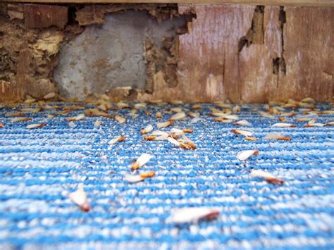 Are Flying Ants As Bad As Termites Precise Termite And Pest Control