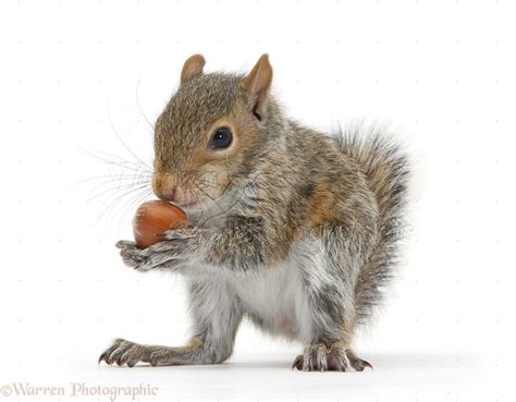 Young Grey Squirrel Eating A Hazelnut Photo Wp33117
