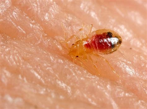 Things You Need To Know About Bed Bugs Graf Toone