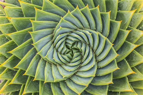 What Is A Fractal The Ultimate Guide To Understanding Fractals