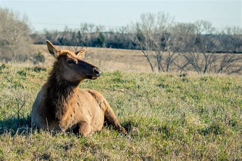 Relax Wildlife Safari Park Ashland Nebraska Rod Golda Flickr