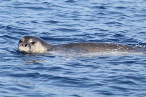 Mediterranean Monk Seal Ionian Dolphin Project
