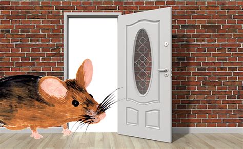Identify and remove hidden electronic bugging devices using our delta x counter surveillance sweeping system. How to Get Rid of Mice in the Walls | Empire Pest Control ...