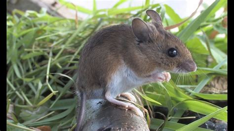 The Wood Mouse The British Mammal Guide Youtube