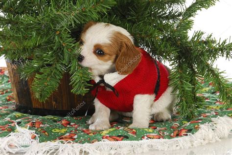 Christmas Puppy Stock Photo By ©willeecole 13817125