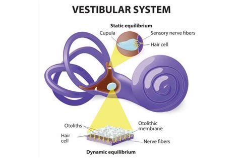 Crystal Alignment Inner Ear