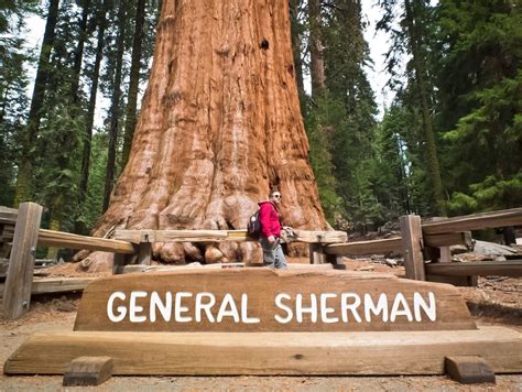 General Sherman Is The Tallest Tree On Planet Photo Sequoia National