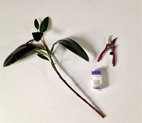 The ideal time to propagate a rubber tree is early spring to late. How To: Propagate a Rubber Tree | Leaf and Paw