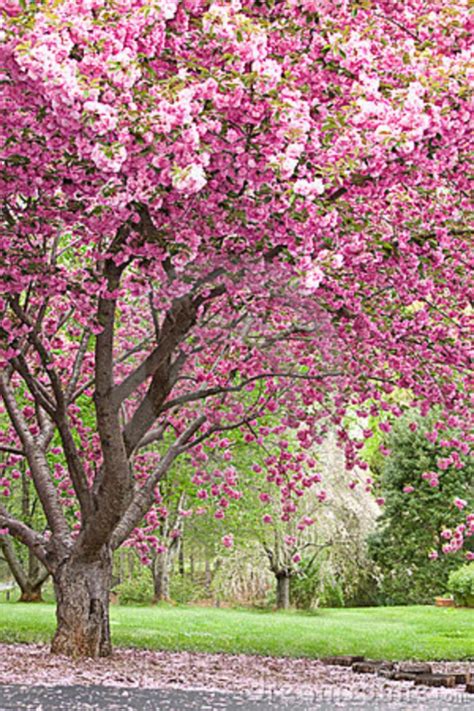For some reason this spring is more beautiful to me than any i can remember. 40 Beautiful Flowering Trees Ideas for Yard Landscaping ...