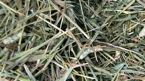 What Makes Good Hay The Basics On Hay For Horses Horse Keeping The