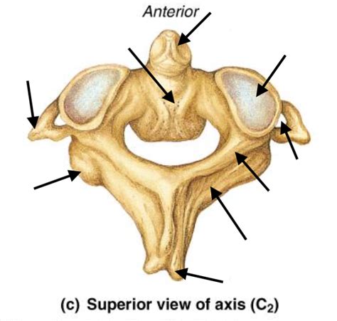 Cervical Vertebrae Axis C2 Diagram Quizlet