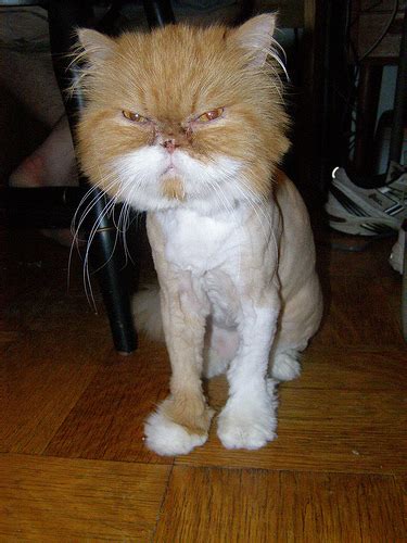 Submitted 4 years ago by tynabboss. Cats shaved like a lion, hoax or crazy owners - Cats ...