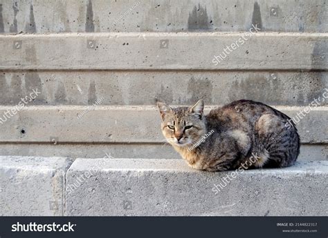Angry Sleepy Feral Cat Taking Sun Stock Photo 2144822317 Shutterstock