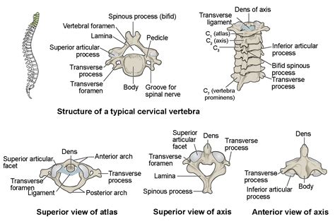 Types Of Vertebrae Vertebrae Anatomy Cervical Vertebrae Images And