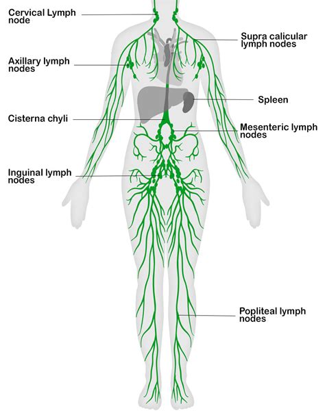 Lymphatic System Anatomy Overview Gross Anatomy Other
