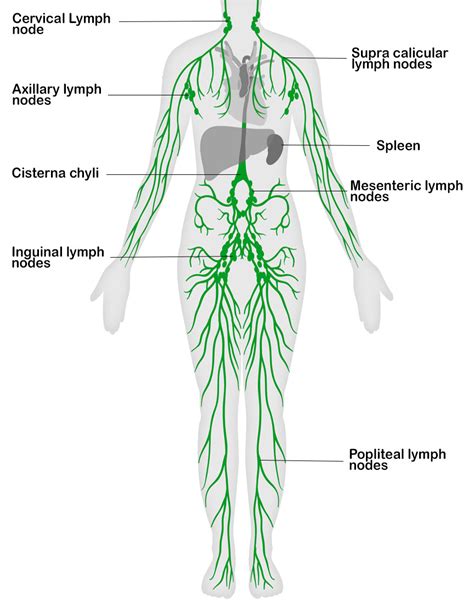 Body Systems Mind Map