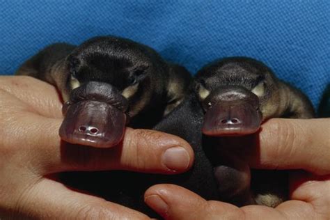 15 Pictures Of Baby Platypuses That Ll Make Your Heart Melt Baby