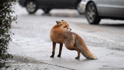 Attaque De Renard En Plein Jour - Un renard attaque un enfant de quatre mois chez lui à Londres