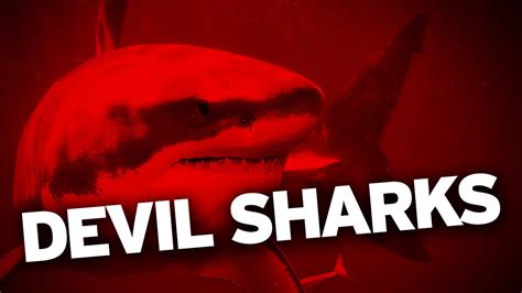 Devil Shark Discovered Youtube