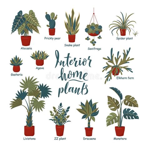 Big Plants Collection Interior Potted Plants With Plant Names Stock