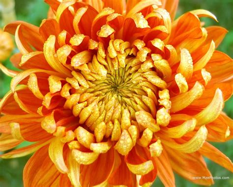 Pictures Of A Chrysanthemum Chrysanthemum Flower Seeds Chrysanthemum